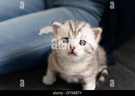 Bebe Chat Blanc Avec Les Yeux Bleus Regarder Mignon Dans L Appareil Photo Photo Stock Alamy