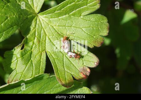 Deux insectes homologues Rhopalus subrufus. Famille des mugs végétaux sans centre (Rhopalidae). Sur les feuilles de Malva sylvestris (Malva sylvestris). Jardin hollandais. Printemps, mai Banque D'Images