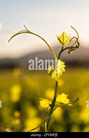 Jeunes pousses de raisin et tendriles sur la vigne à chaud Soleil de printemps Banque D'Images