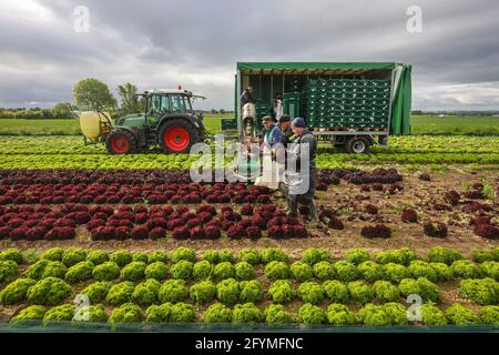 Soest, Saxe, Rhénanie-du-Nord-Westphalie, Allemagne - Culture de légumes, récolteuses de laitue, les têtes de laitue fraîchement récoltées sont lavées Banque D'Images