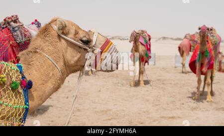 Chameaux décorés de costumes traditionnels utilisés pour faire une balade touristique sur la plage Sea Line au Qatar. Mise au point sélective Banque D'Images