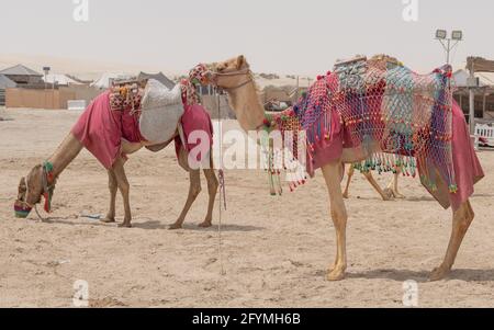 Chameaux décorés de costumes traditionnels utilisés pour faire une balade touristique sur la plage Sea Line au Qatar. Mise au point sélective Banque D'Images