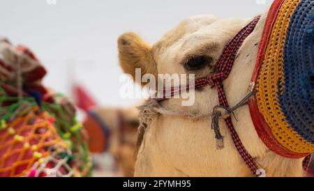 Chameaux décorés de costumes traditionnels utilisés pour faire une balade touristique sur la plage Sea Line au Qatar. Mise au point sélective Banque D'Images