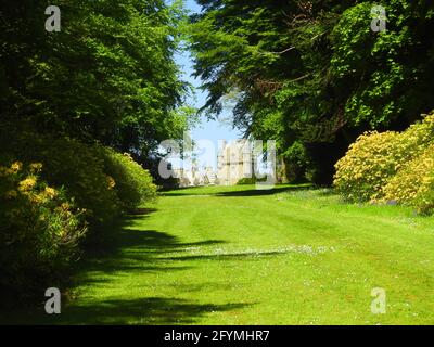 Castle Kennedy Gardens & Gardens, Dumfries & Galloway, Écosse en 2021 - UNE vue lointaine sur le château d'Inchcliff depuis l'avenue Monkey Puzzle Tree Banque D'Images