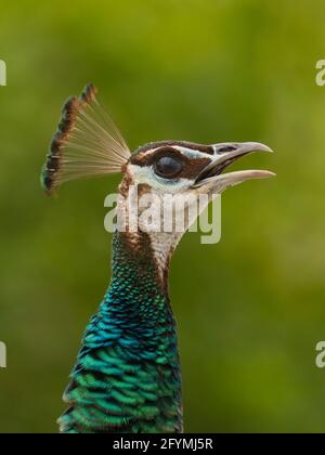 Peafhibou indien (Pavo cristatus) Ahmedabad, Gujarat, Inde Banque D'Images
