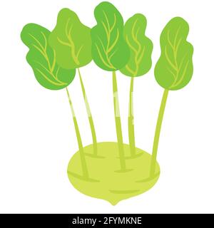 Kohlrabi légume, produit alimentaire naturel sain et biologique. Dessin animé plat à la main dessin à la main isolé Illustration de Vecteur