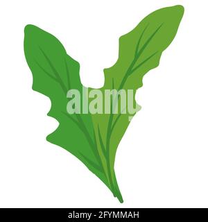 Arurgula, Ruccola, produit naturel de nutrition biologique saine. Dessin animé plat à la main dessin à la main isolé Illustration de Vecteur