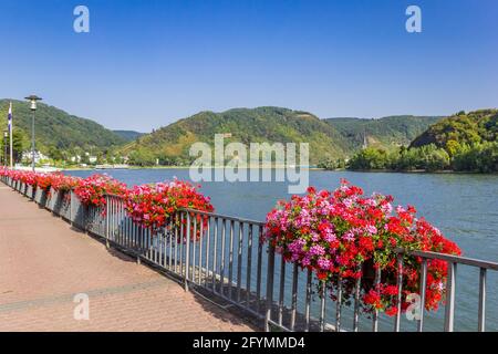 Des fleurs colorées à la promenade à Boppard, Allemagne Banque D'Images