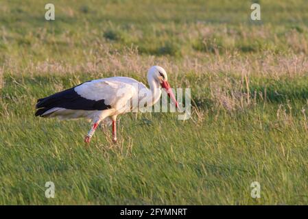 Ciconie blanche (Ciconia ciconia) marchant dans de longues prairies d'herbe se nourrissant le long des terres humides de l'estuaire de la Gironde, Charente Maritime, côte Atlantique France Banque D'Images