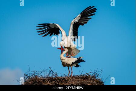 Couple de Tork blanc (Ciconia ciconia) qui se pond sur un nid au printemps, sur la côte Atlantique sud-ouest de la France Banque D'Images