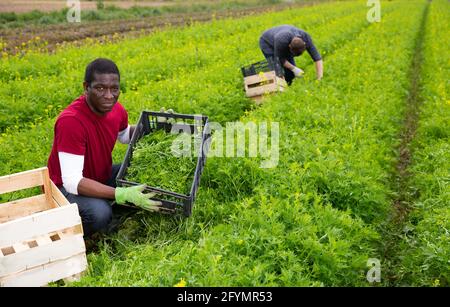 Portrait d'un horticulteur afro-américain couronné de succès sur une plantation de mizuna vert avec des légumes feuilles mûrs fraîchement récoltés Banque D'Images