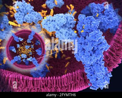 Traitement du cholestérol dans le lysosome, illustration Banque D'Images