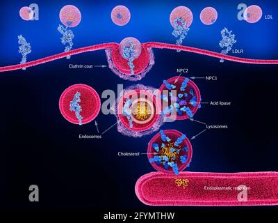 Traitement du cholestérol dans le lysosome, illustration Banque D'Images