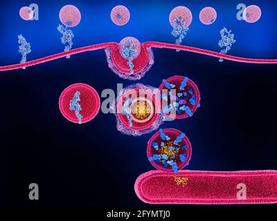 Traitement du cholestérol dans le lysosome, illustration Banque D'Images