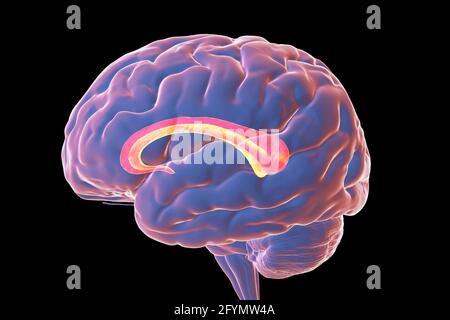 Cerveau humain avec Corpus callosum mis en évidence, illustration Banque D'Images