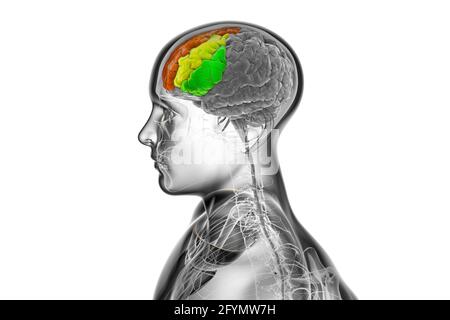 Cerveau humain avec gyri frontal mis en évidence, illustration Banque D'Images