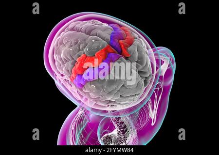 Gyri précentrique et postcentral du cerveau, illustration Banque D'Images