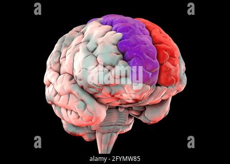 Cerveau avec gyri frontal supérieur mis en évidence, illustration Banque D'Images