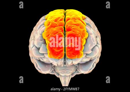 Cerveau avec gyri frontal supérieur mis en évidence, illustration Banque D'Images