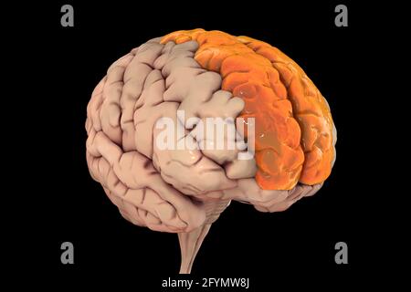 Cerveau avec gyri frontal supérieur mis en évidence, illustration Banque D'Images