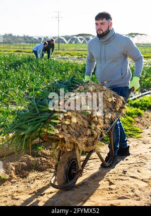 Jeune jardinier barbu poussant la brouette avec des oignons verts fraîchement cueillis dans le potager familial Banque D'Images