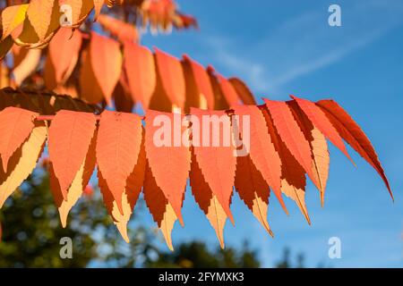 Rheinfall, Suisse - 25 octobre 2020 : gros plan de la branche avec des feuilles rouges de couleur automnale Banque D'Images