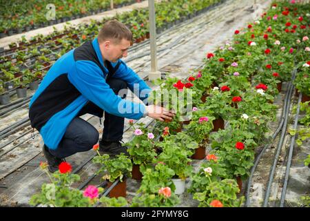 Portrait d'un jardinier professionnel appréciant son passe-temps préféré de la culture de fleurs en serre Banque D'Images