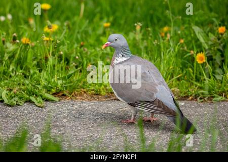 Un pigeon en bois gris debout sur la chaussée dans un parc avec de l'herbe verte et des fleurs jaunes à l'arrière. Jour de printemps dans une ville. Banque D'Images