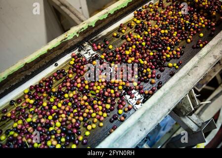 Les olives récoltées fraîches transportées sur le tapis roulant vers la machine de broyage de l'usine artisanale d'huile d'olive Banque D'Images