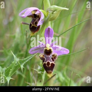 Ophrys picta plante avec des fleurs. Prairie ensoleillée à Munilla, la Rioja, Espagne. Banque D'Images