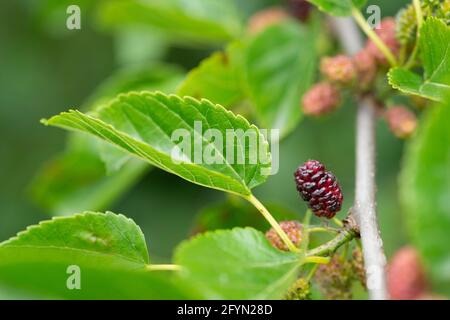 Mûre blanche, Morus Alba, fruits et feuilles Banque D'Images