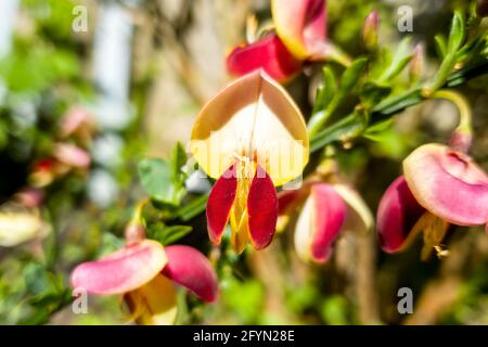 Cystus 'Goldfinch' plante arbustive compacte à fleurs printanières avec une fleur de printemps jaune rouge communément connue sous le nom de balai commun, image de stock photo Banque D'Images