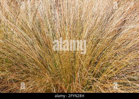 Chionochloa rubra plante à feuilles persistantes communément appelée tussock rouge herbe Banque D'Images