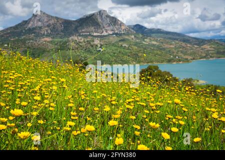 Gros plan de la colline en pleine floraison sur fond de paysage de montagne et lac artificiel près de la ville espagnole de Zahara de la Sierra Banque D'Images