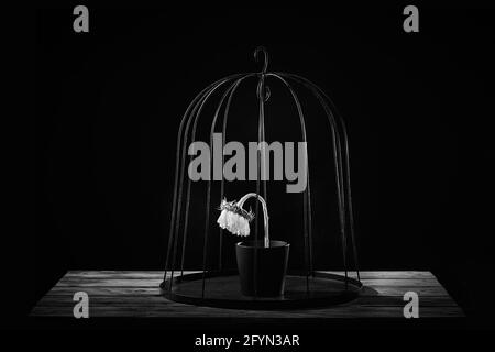 Cliché en échelle de gris d'un tournesol laiteux dans une cage sur une table avec un fond noir Banque D'Images