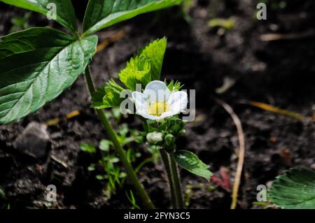 Fraises fleuries dans le jardin au printemps Banque D'Images