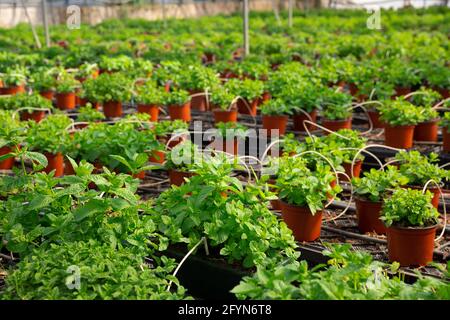 Rangées de pots avec des semis de menthe biologique parfumé qui poussent dans une serre Banque D'Images