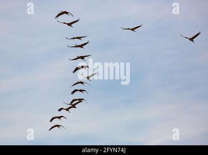 Migration des grues communes (Grus) de l'hivernage. Oiseaux volant dans le ciel bleu le jour du printemps Banque D'Images