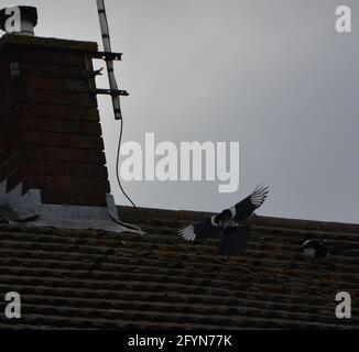 Deux Magpie Cambridge Royaume-Uni, purement beau et paisible espace naturel Banque D'Images