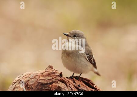 Flycatcher femelle à demi-collier Ficedula semitorquata, Malte, Méditerranée Banque D'Images