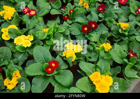 Vue rapprochée des plantes primula florissantes qui poussent dans des pots en serre Banque D'Images