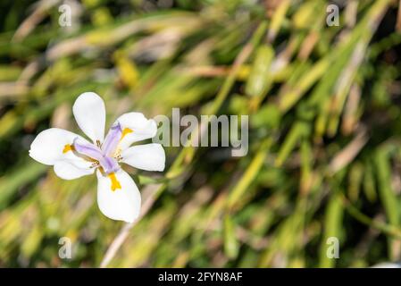 Floraison de l'iris sauvage, Nouvelle-Zélande Banque D'Images