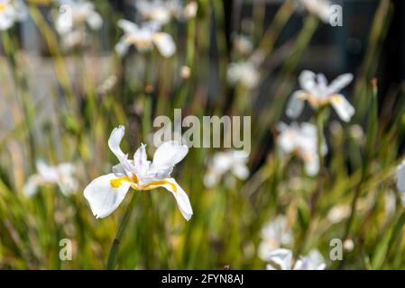 Floraison de l'iris sauvage, Nouvelle-Zélande Banque D'Images