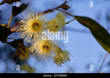 Fleurs de gomme Banque D'Images