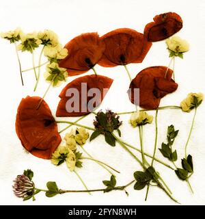 Composition de coquelicots et autres fleurs séchées et écrasées sur fond blanc Banque D'Images