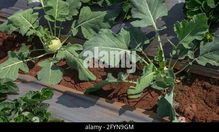 Gros plan vue de dessus montrant Kohlrabi ,Brassica oleracea , choux poussant dans une ferme agricole prête pour la récolte dans un foyer sélectif. Banque D'Images