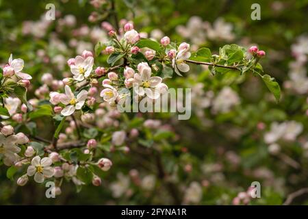 Détail du pommier sauvage à fleurs, Malus sylvestris, avec des fleurs blanches de teinte rose. Abruzzes, Italie, Europe Banque D'Images