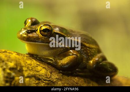 Sydney Australie, Litoria aurea ou la grenouille verte et dorée a un dos vert vif avec des taches d'or, bien qu'elle puisse devenir presque complètement sombre Banque D'Images