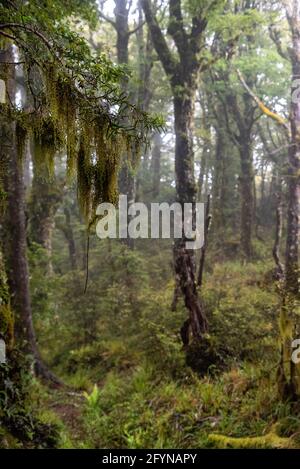 Parc national de te Urewera, Nouvelle-Zélande Banque D'Images