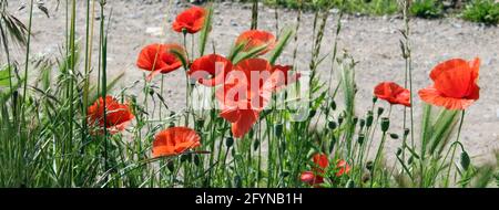 Coquelicots rouges sur le champ de maïs - en arrière-plan une route de terre Benner web Banque D'Images